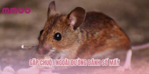 gap-chuot-ngoai-duong-danh-so-may